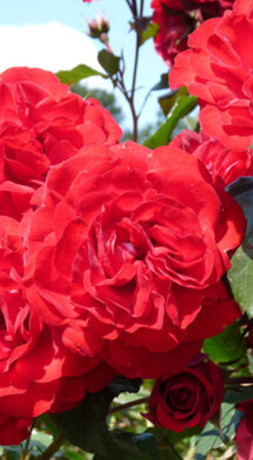 Розы саженцы флорибунда Europeana