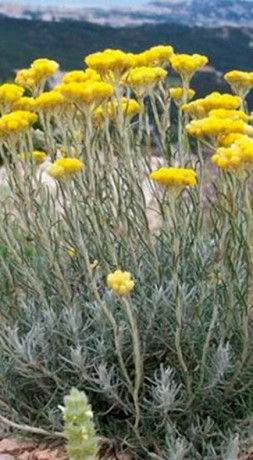 Рассада Бессмертник итальянский в конт. D10  (Наш питомник КФХ)