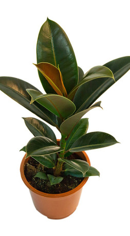 Растение Фикус Робуста в конт. D12 (ЧП 