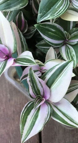 Растение Традесканция Вариегата в конт. D10 (ЧП 