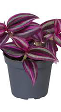 Растение Традесканция Джевел Ред в конт. D10 (ЧП 