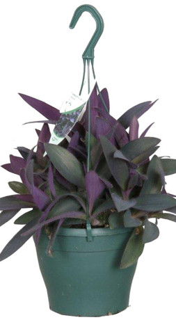 Растение Традесканция Папл Харт невеста в конт. D10 (ЧП 