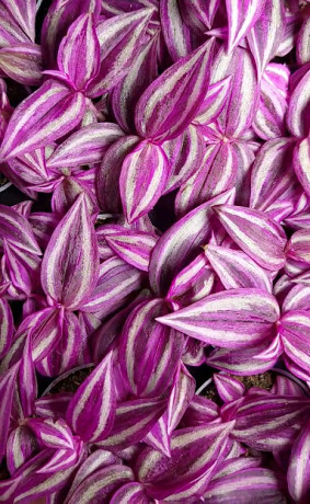 Растение Традесканция Пинк Парадайс в конт. D10 (ЧП 