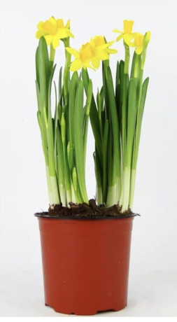 Растение Нарцисс цветущий в конт. (ФлаверсАрт)
