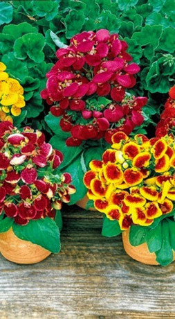 Растение Кальциолярия в конт. D12 (ЧП 