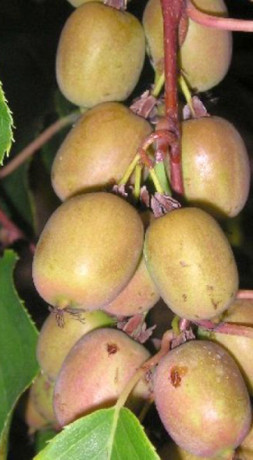 Саженец актинидии аргута Вейки, ОКС (К)