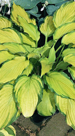 Хоста гибридная Леди Джиневра (Lady Guinevere) ОКС, в цветной упаковке (ЗГ)
