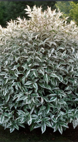 Саженец Дерен белый SIBIRICA в конт. Р9 (ЗГ)