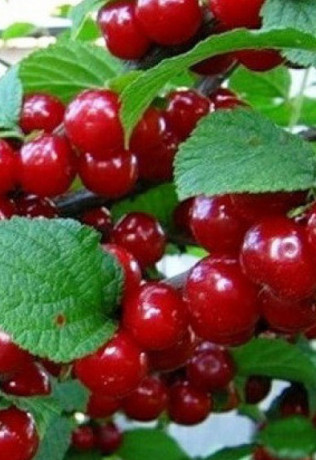 Саженец вишни войлочной Восторг в конт. Р9 (СП)