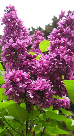 Саженец сирени Огни Донбасса в  конт. С2 (Коллекция Русская сирень)(п)