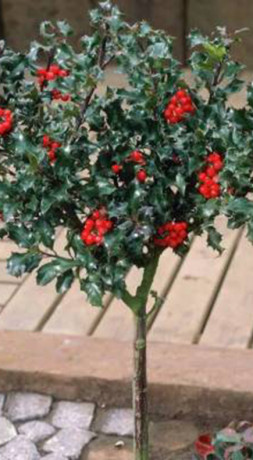 Саженец падуба Мезерва 'Блю Энджел' - Ilex meserveae 'Blue Angel' в конт. С3 (Т)