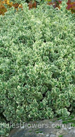 Саженец бересклета японского Президент Готье- Euonymus jap. President Gauthier в конт. С3