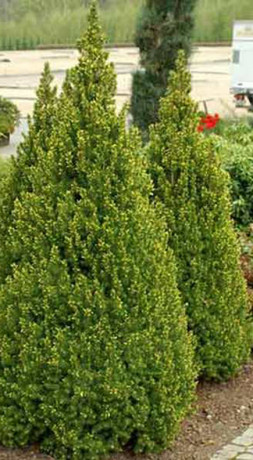 Саженец ели канадской Коника Picea gl. Conica в конт. Р9 (Т)