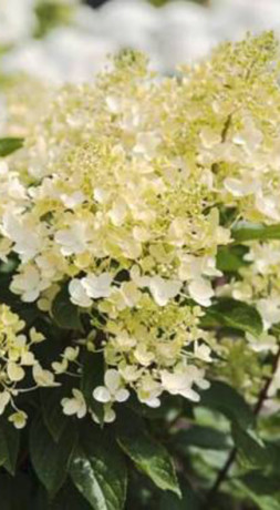 Саженец гортензии метельчатой Милк энд Хани в конт. Р9 (ДР)