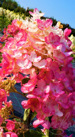 Саженец гортензии метельчатой Тиклд Пинк в конт. Р9 (ДР)