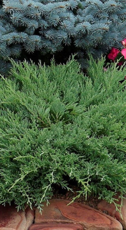 Саженец можжевельника горизонта́льного Andora Compacta (Андора Компакт) (15-20см) в конт. С2 (ЗГ)