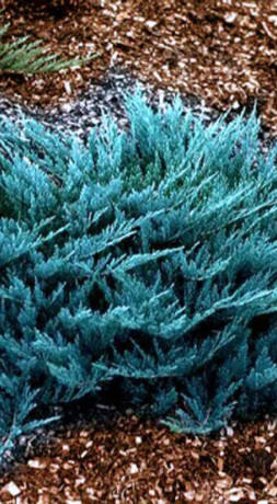 Саженец можжевельника горизонтального Блю Чип (15-20 см) в конт. С2 (ЗГ)