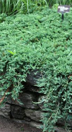 Саженец можжевельника горизонтального WILTONII (Вилтонни) (15-25 см) в конт. С2 (ЗГ)