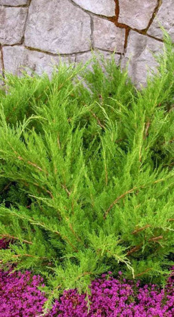 Саженец можжевельника среднего Mint Julep (Минт Джулеп) в конт. С2,5 (ЗГ)