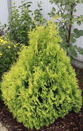 Саженец туи складчатой KORNIK (Корник) (20-30см) в конт. С2,5 (ЗГ)