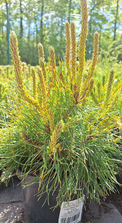 Саженец сосны горной var. Mughus (Мугус) (20-30см) в конт. С2 (ЗГ)