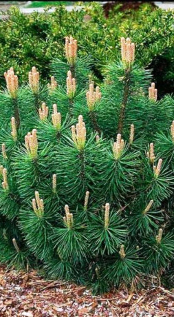 Саженец сосны горной var. Pumilio (Пумилио)(20-25см)в конт. С2,5  (ЗГ)