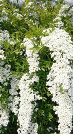 Саженец спиреи ниппонской Хальвард Сильвер в конт. С5 (НС)