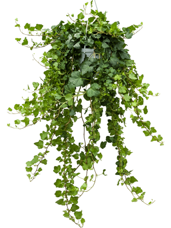 Растение Плющ в подвесном кашпо D19 (ЗГ)