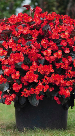 Рассада бегонии Биг конт. Р12(ЗГ)