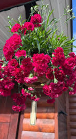 Растение Гвоздика Ампельная 