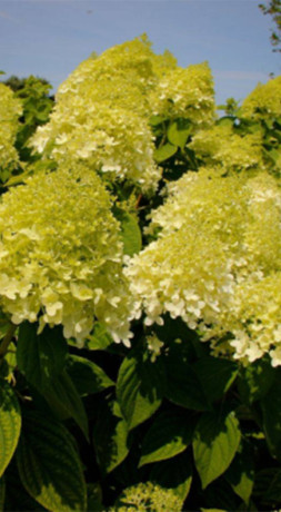 Саженец гортензии метельчатой Канделайт в конт. Р9 (ДР)