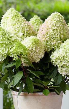 Саженец гортензии метельчатой Литл фреско в конт. Р9 (ДР)