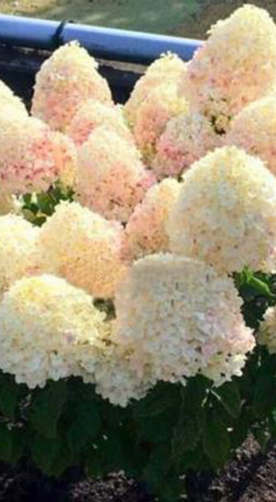 Саженец гортензии метельчатой Шугар Раш (Sugar Rush) в конт.Р9 (ДР)