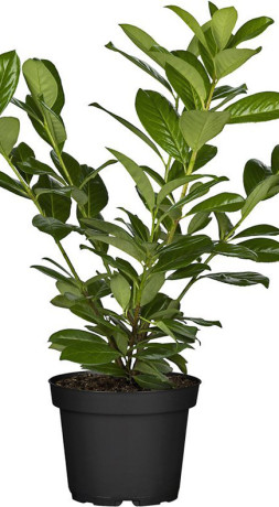 Саженец Лавровишня Новита (Prunus l. Novita) в конт.С3 (Т)