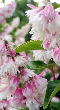 Саженец дейции Розея Плена (Deutzia Rosea Plena) в конт. С3 (Т)