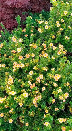 Саженец лапчатки кустарниковой Белла Эпл (Potentilla f. Bella Apple) в конт. С3 (Т)