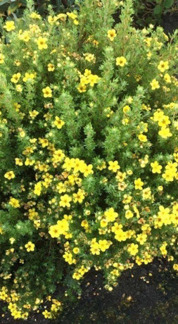 Саженец лапчатки кустарниковой Белла Линдси (Potentilla f. Bella Lindsey) в конт. С3 (Т)