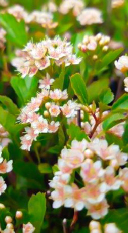Саженец пузыреплодника калинолистного Литл Грини (Physocarpus opulif. Little Greeny) в конт. С3 (Т)