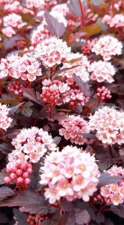 Саженец пузыреплодника калинолистного Литл Джокер (Physocarpus opulif. Little Joker) в конт. С3 (Т)