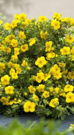 Саженец лапчатки кустарниковой Белла Линдсей Potentilla f. Bella Lindsey