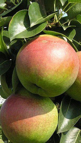 Саженец груши Десертная Россошанская в контейнере (СП)