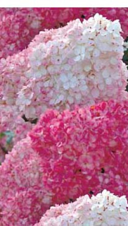 Саженец гортензии метельчатой Ванила фрейзи (Vanille Fraise) в конт. Р9 (ПЦ)