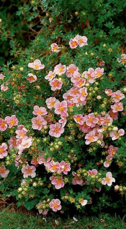 Саженец лапчатки кустарниковой Блинк Potentilla f. 'Blink (Pink Queen/Prencess) в конт.Р9 (Т)