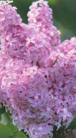 Саженец сирени Буфон в конт. С2 (НС)