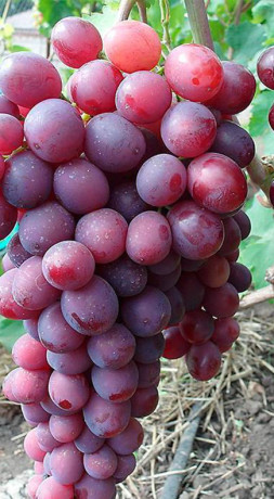 Саженец винограда Память Учителя в конт. С2 (СП)