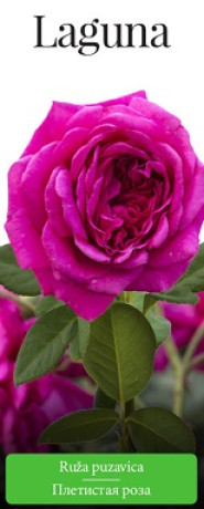 Розы саженцы плетистая Laguna