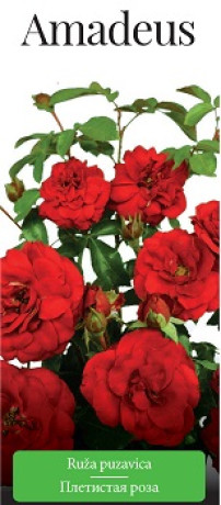 Розы саженцы плетистая Amadeus