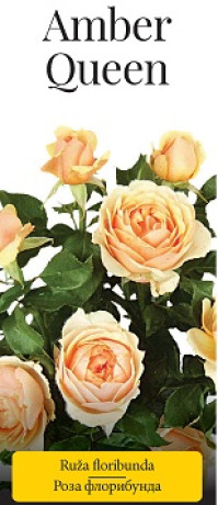 Розы саженцы флорибунда Amber Queen