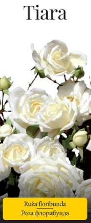 Розы саженцы флорибунда Tiara