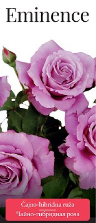 Розы саженцы чайно-гибр Eminence